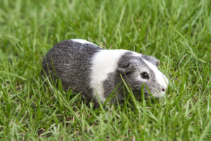 Guinea Pig at Weisberg Stables