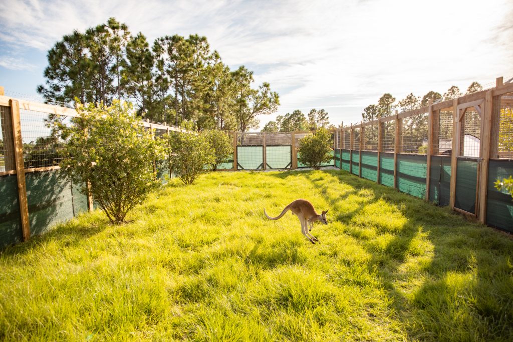 Photo of a Kangaroo jumping around a green field